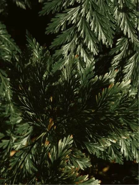 Gloss Shampoo, Smoky Green Vetiver - Afrotix
