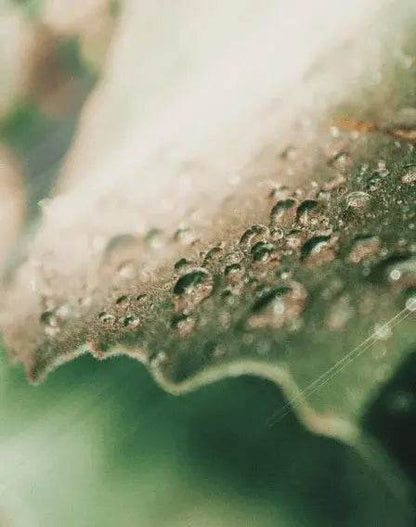 Tonique Multi-Usage – Purifiant et Rafraîchissant Végan - Afrotix